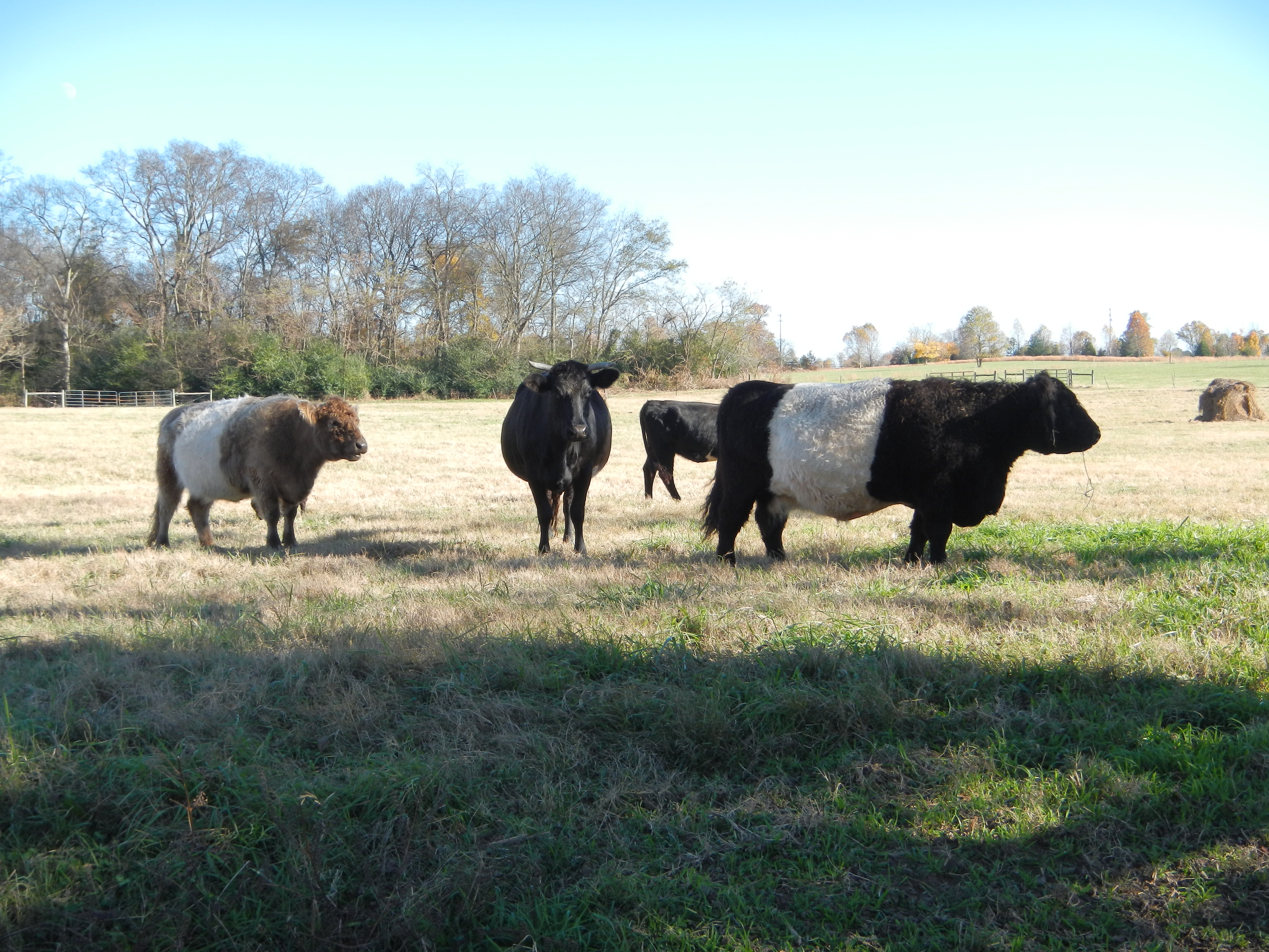 Here are some "Belted Galloway" cows.  They originate from the mountainous Galloway region of Scotland.