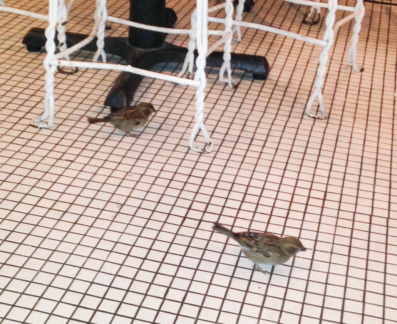 Birds Inside Restaurant