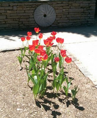 Tulips with a grist mill grinding wheel in the background